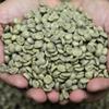 Fus Light 100% Genuine Grade 1 Jamaican Blue Mountain Green Coffee Beans Unroasted Arabica Typica - Premium Quality, JACRA Certified and Sourced from Jamaicas Finest Coffee Estates - 33LB Barrel view 4