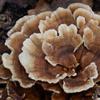 Crater Lake Specialty Foods Dried Turkey Tail Mushrooms Wild-Crafted, GMO-Free Premium Mushrooms from the USA, Available in 16 oz (1 lb), 8 oz, and 4 oz Packs Ideal for Teas and Tinctures. (4 Oz) view 2