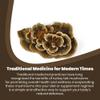 Crater Lake Specialty Foods Dried Turkey Tail Mushrooms Wild-Crafted, GMO-Free Premium Mushrooms from the USA, Available in 16 oz (1 lb), 8 oz, and 4 oz Packs Ideal for Teas and Tinctures. (4 Oz) view 4