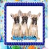 French Bulldog Puppy Edible Image Edible Cake Topper Frosting Sheet Icing Paper Birthday Cake Decoration Edible Cake Sticker Decal #5 view 1