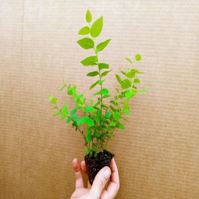 1 Miniature Bonsai Sunshine Blue Blueberry Live Starter Plant - Ultra Rare Dwarf Variety