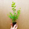 1 Miniature Bonsai Sunshine Blue Blueberry Live Starter Plant - Ultra Rare Dwarf Variety view 1