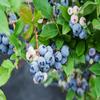 1 Miniature Bonsai Sunshine Blue Blueberry Live Starter Plant - Ultra Rare Dwarf Variety view 2