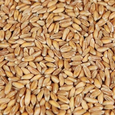 10LB SPELT AROMA MALT Weyermann DINKELMALZ Unmilled Ancient Variety Bavarian Malted Wheat