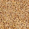 10LB SPELT AROMA MALT Weyermann DINKELMALZ Unmilled Ancient Variety Bavarian Malted Wheat view 1
