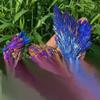 10Pcs Natural Rainbow Titanium Quartz Aura Crystal Cluster Specimen Rock view 4