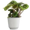 Begonia Masoniana Rock, Live Houseplant Decor in 6" White Pot, Textured Leaves, Easy Botanical Gift, Iron Cross Houseplants, Desk Decor & Gifts, Office Plants & Decorative Plants by Plants for Pets view 1