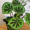 Begonia Masoniana Rock, Live Houseplant Decor in 6" White Pot, Textured Leaves, Easy Botanical Gift, Iron Cross Houseplants, Desk Decor & Gifts, Office Plants & Decorative Plants by Plants for Pets view 4
