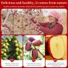 Chinese Jujube Dates 500g (1.1LB) dried red date High Grade Dried Red Dates Fruit Jujubes Healthy Dried Fruit Superfood Snack, No Preservatives, Vegan, Kosher, Sweet Crispy Small Core view 2