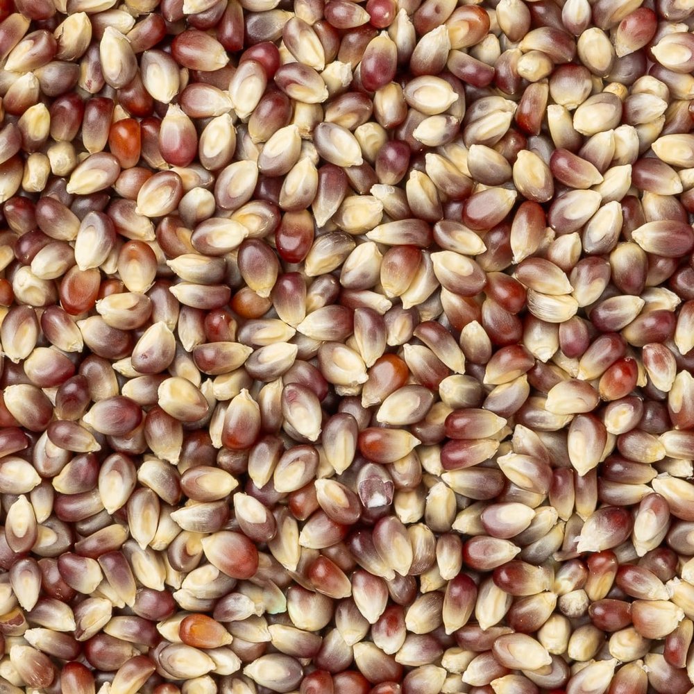 Amish Purple Popcorn 2 lb