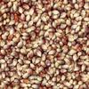 Amish Purple Popcorn 2 lb view 1