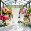 100Pcs Clear Plastic Flower Bouquet Bag Sleeve, Transparent Cellophane Bags Rose Packaging Bags Gift Wrap Cellophane Bags for Valentine's Day view 4