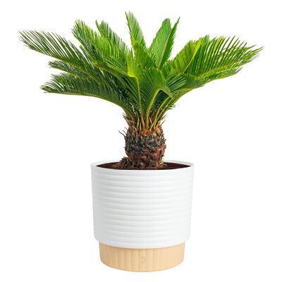 Costa Farms Sago Palm, Live Indoor Plant, Tropical Decor, Air Purifying