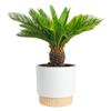 Costa Farms Sago Palm, Live Indoor Plant, Tropical Decor, Air Purifying view 1