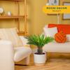 Costa Farms Sago Palm, Live Indoor Plant, Tropical Decor, Air Purifying view 2