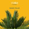 Costa Farms Sago Palm, Live Indoor Plant, Tropical Decor, Air Purifying view 3