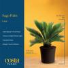 Costa Farms Sago Palm, Live Indoor Plant, Tropical Decor, Air Purifying view 4