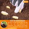 Lavendium, Premium 25oz Ginger Powder, 100% Natural & Pure Ground Ginger Root, Non-GMO, No Preservatives, Plant-Based & Vegan, Perfect for Ginger Tea, Curry, Baking & Smoothies view 4