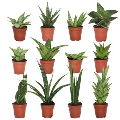 CoollectivePlants Sansevieria Snake Plant Collection (12 Pack) Live Indoor Plants in 2 Grower Pots, Easy Care Low Light Houseplants, Real Snake Plants for Home or Office