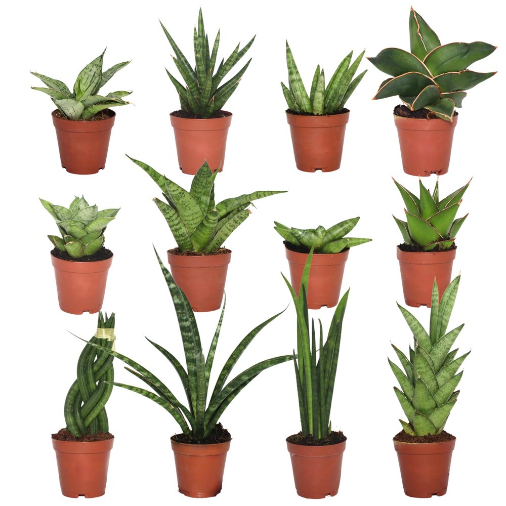 CoollectivePlants Sansevieria Snake Plant Collection (12 Pack) Live Indoor Plants in 2 Grower Pots, Easy Care Low Light Houseplants, Real Snake Plants for Home or Office