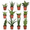 CoollectivePlants Sansevieria Snake Plant Collection (12 Pack) Live Indoor Plants in 2 Grower Pots, Easy Care Low Light Houseplants, Real Snake Plants for Home or Office view 1