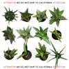 CoollectivePlants Sansevieria Snake Plant Collection (12 Pack) Live Indoor Plants in 2 Grower Pots, Easy Care Low Light Houseplants, Real Snake Plants for Home or Office view 2