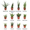 CoollectivePlants Sansevieria Snake Plant Collection (12 Pack) Live Indoor Plants in 2 Grower Pots, Easy Care Low Light Houseplants, Real Snake Plants for Home or Office view 3