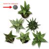 CoollectivePlants Sansevieria Snake Plant Collection (12 Pack) Live Indoor Plants in 2 Grower Pots, Easy Care Low Light Houseplants, Real Snake Plants for Home or Office view 4