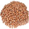 Anna and Sarah 10 Lbs Oregon Large Hazelnuts In shell, Kosher, Whole,NON-GMO, Fresh Buttery Taste and Easy to Crack in Box (160 Oz) view 4
