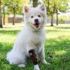 ZYUIOTHJK Therapy Device for Pet, Vet Infrared Light Therapy for Pet Arthritis Pain Relief, Muscle and Joint Pain view 3