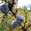 Natural Andz Extract (Juniperus Drupacea), Additive-Free, 11.8 fl oz - pack of 3 view 2
