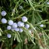 Natural Andz Extract (Juniperus Drupacea), Additive-Free, 11.8 fl oz - pack of 3 view 3