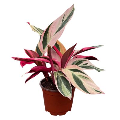 CoollectivePlants Stromanthe Triostar | Live Indoor Houseplant in 6" Pot, Easy Care, Low Maintenance, Rare Tropical Plant, Air-Purifying, Beginner Friendly