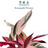 CoollectivePlants Stromanthe Triostar | Live Indoor Houseplant in 6" Pot, Easy Care, Low Maintenance, Rare Tropical Plant, Air-Purifying, Beginner Friendly view 2
