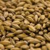 55LB Weyermann BARKE PILSNER German Heirloom Malt Full Sack 55 Pounds Unmilled MWEY1012 view 2