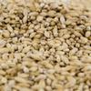 55LB Gambrinus Canadian RYE MALT Whole Grain Uncrushed Malt Full Sack 55 Pounds Unmilled MGAM1006 view 2