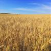 55LB Gambrinus Canadian RYE MALT Whole Grain Uncrushed Malt Full Sack 55 Pounds Unmilled MGAM1006 view 4