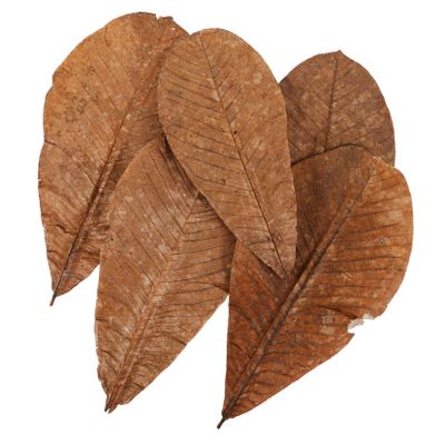 JECOMPRIS 20pcs Sushi Leaf Decorations Japanese Food Decorations Wide Application Range Suitable for Wedding Garden Balcony Decor