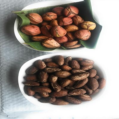 African Cola Nut (Obi Abata) and Bitter Cola (Orogbo) Set, 8 oz Each, Traditional African Nuts