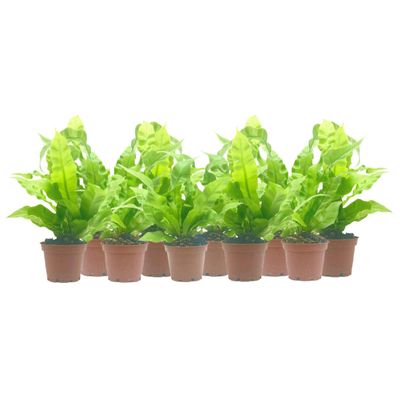10-PK Crispy Wave Fern, Asplenium Nidus 'Crispy Wave,' Live Indoor Air Purifying Plant, Low Light Houseplant, Office Plant, 2.5-in Pot(s)