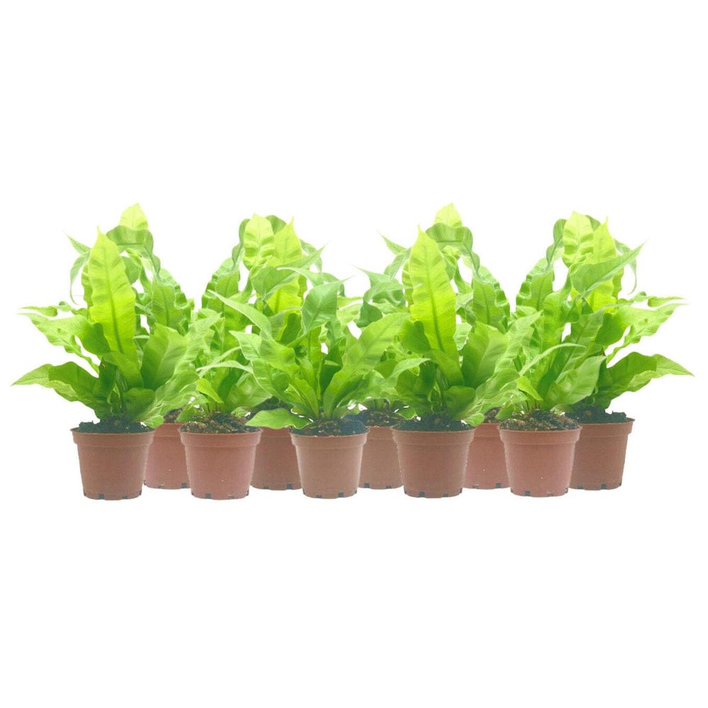 10-PK Crispy Wave Fern, Asplenium Nidus 'Crispy Wave,' Live Indoor Air Purifying Plant, Low Light Houseplant, Office Plant, 2.5-in Pot(s)