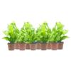 10-PK Crispy Wave Fern, Asplenium Nidus 'Crispy Wave,' Live Indoor Air Purifying Plant, Low Light Houseplant, Office Plant, 2.5-in Pot(s) view 1