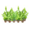 10-PK Crispy Wave Fern, Asplenium Nidus 'Crispy Wave,' Live Indoor Air Purifying Plant, Low Light Houseplant, Office Plant, 2.5-in Pot(s) view 2