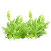 10-PK Crispy Wave Fern, Asplenium Nidus 'Crispy Wave,' Live Indoor Air Purifying Plant, Low Light Houseplant, Office Plant, 2.5-in Pot(s) view 3