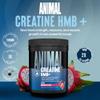 Animal Creatine HMB Powder 3g myHMB + 5g Creatine with Electrolytes for Recovery & Daily Energy Dragon Berry Flavor, 30 Servings view 2