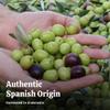 Agrosevilla Sliced Black Olives, Spanish Ripe Black Olives Pre Sliced, Bulk Olives for Pizza Salads Sandwiches Pasta, Mediterranean Olives Ready to Use, 33oz view 3