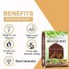 HYD Shatavari Root 200 Gr Raw Indian Asparagus Racemosus Yellow Shatawar Organic satawari Pure Yellow Root - Natural Satavar view 2