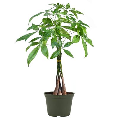 American Plant Exchange Live Money Tree Bonsai 6-Inch Pot Cover Braided Trunk Houseplant with Lush Green Leaves, Easy Care Indoor Plant for Homes, Offices, Desks & Feng Shui Dcor