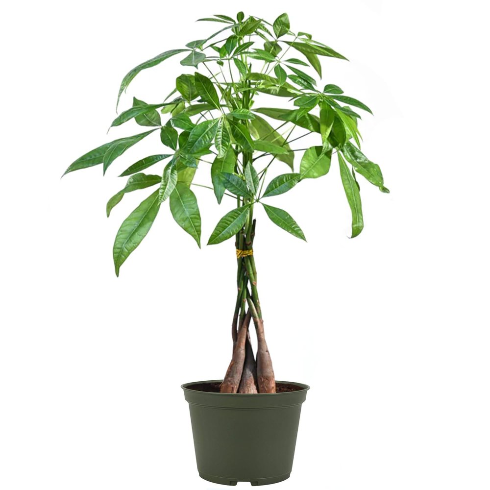 American Plant Exchange Live Money Tree Bonsai 6-Inch Pot Cover Braided Trunk Houseplant with Lush Green Leaves, Easy Care Indoor Plant for Homes, Offices, Desks & Feng Shui Dcor