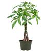 American Plant Exchange Live Money Tree Bonsai 6-Inch Pot Cover Braided Trunk Houseplant with Lush Green Leaves, Easy Care Indoor Plant for Homes, Offices, Desks & Feng Shui Dcor view 1